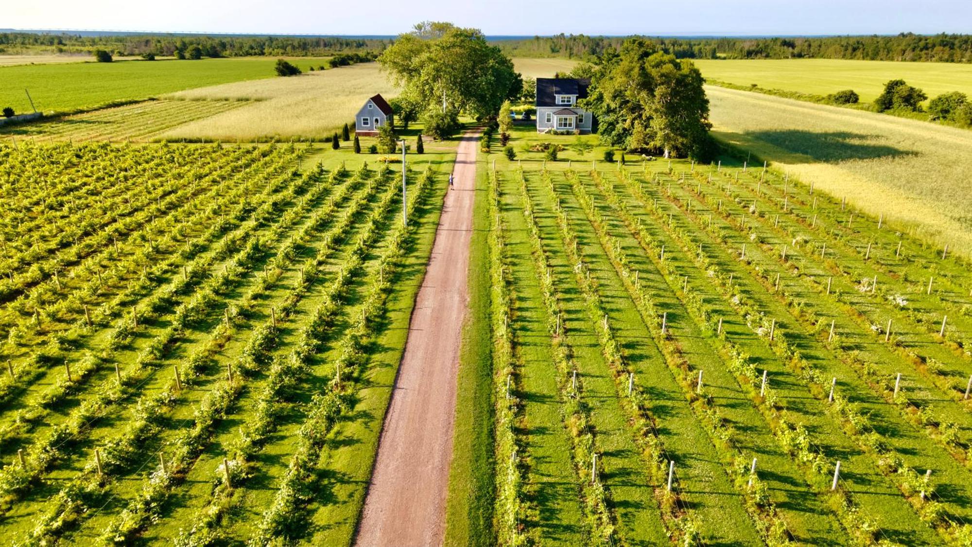 Sunbury Cove Winery Miscouche Exterior foto